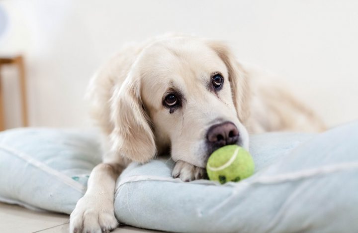 Money Saving Tips for Pet Owners