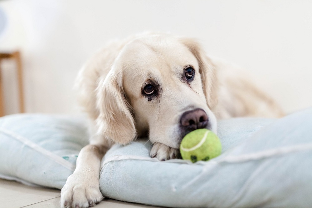 Money Saving Tips for Pet Owners